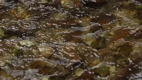 River flow with stones at the bottom Stock Footage 248707674