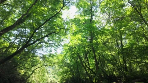River flow with summer sunshine Stock Footage 281608002