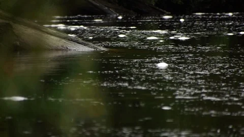 River flow Tasmania Stock Footage 89025383