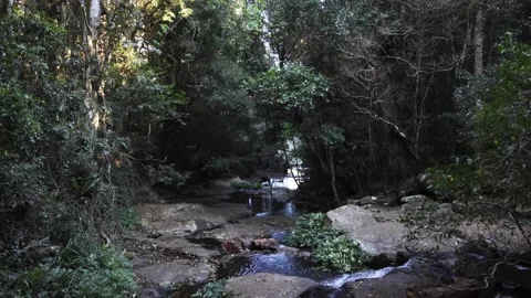 River flow through rainforest Stock Footage 287909701