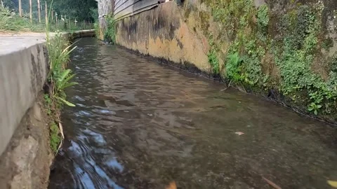 River flow with very clean water Stock Footage 243153034