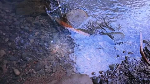 River flow with very clear water and small rocks around it Stock Footage 235907779