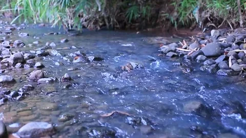 River flow with very clear water and small rocks around it Stock Footage 235909341