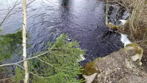 River flow in the wild forest in the daytime Stock Photos