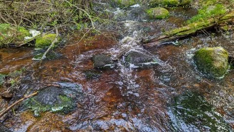River flow in the wild forest in the daytime Stock Photos