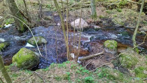 River flow in the wild forest in the daytime Foto stock