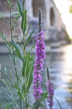 River flower Stock Photos