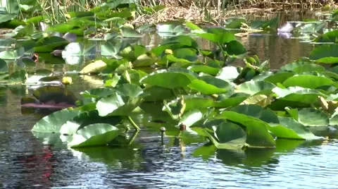 River Flowers 스톡 동영상 1088297