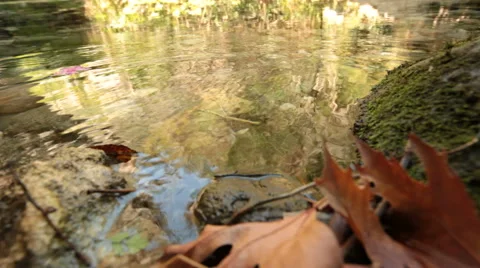 River &amp; flowers Stock Footage 41860859
