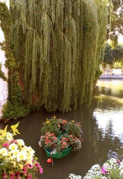River in flowers Stock Photos