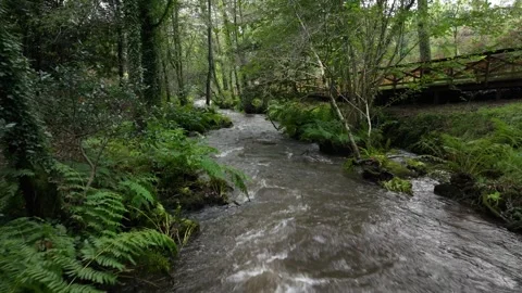 River Flowing Along The Forest And River Path Stock Footage 293683543
