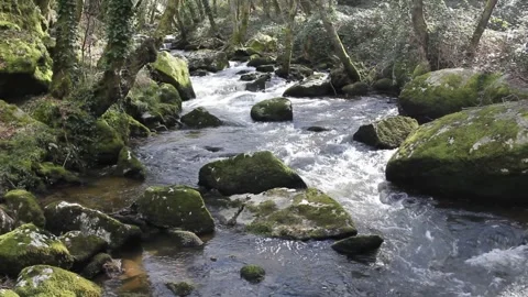 River flowing amid trees in Ribeira Sacra, Spain Stock Footage 303310063