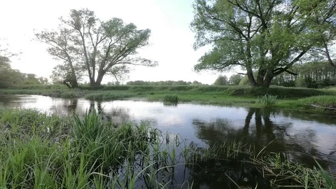 River flowing among green trees Stock Footage 107573541