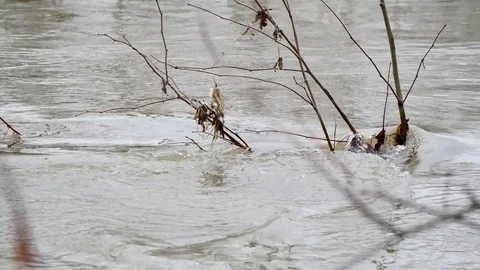 River Flowing Around Branches 4K Stock Footage 83944312