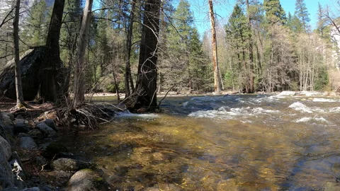 River Flowing Around Tree Stock Footage 186386929