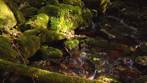 River flowing in autumn 스톡 동영상 81632765