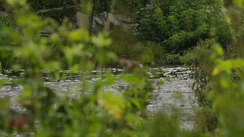 River Flowing Behind Riverside Vegetation Stock Footage 343432851