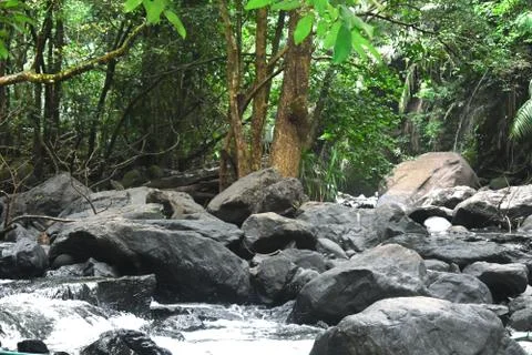 River flowing in between a dense forest Stock Photos