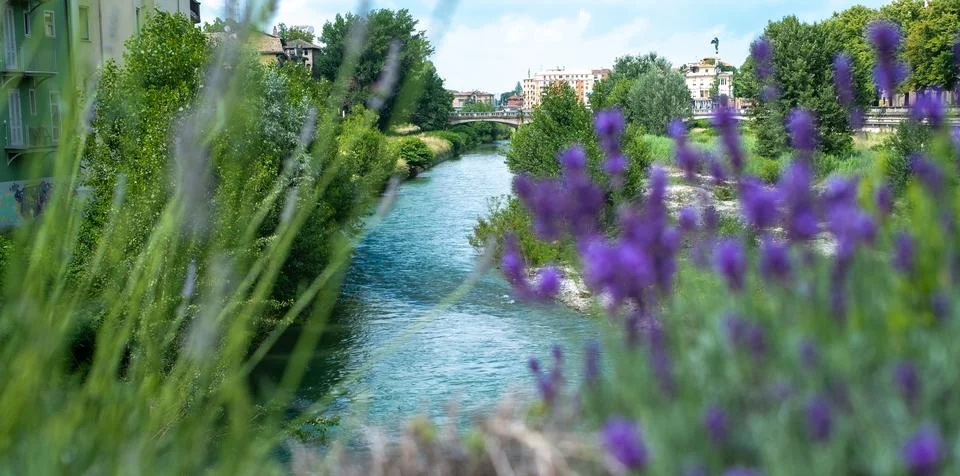 River flowing between flower fields Stock Photos