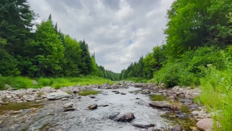 River Flowing between Forest in Canada Stock Footage 202288324