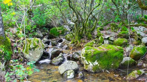 A river flowing between trees and mossy rocks Stock Photos