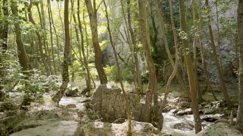 A river flowing between the trees Stock Footage 250353870