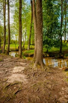A river flowing between trees. Fotos Stock