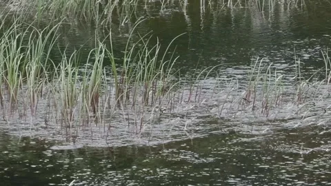 River Flowing Close Up of Grasses Ripples Stock Footage 339326820