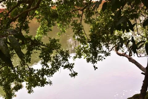 River flowing downhill with a foreground of tree Stock Photos
