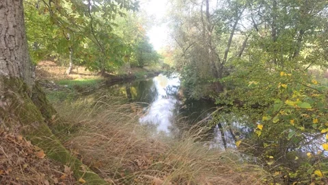 River Flowing Downstream Through Dense Forest With Autumn Foliage Stock Footage 348029109