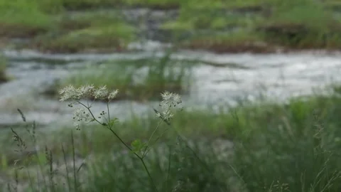 River Flowing Focus Change Summer Flower Stock Footage 339326837
