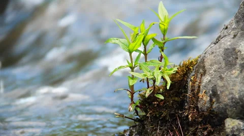 River Flowing Video stock 40338722