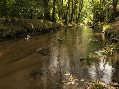 River flowing 스톡 동영상 81000885