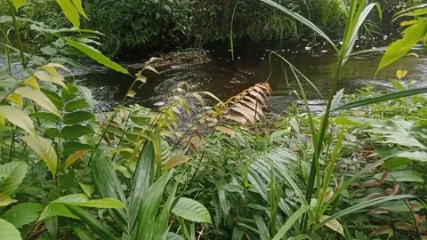 River flowing Stock Footage 213531170