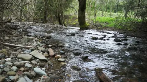 River flowing in the forest.  Stock Footage 10895456