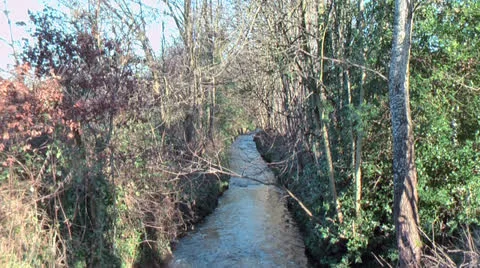 River flowing in forest Video stock 22634755