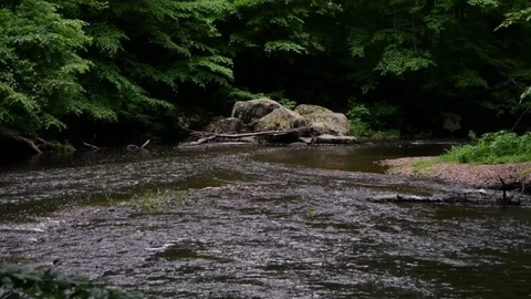 River flowing in forest Video stock 80288683