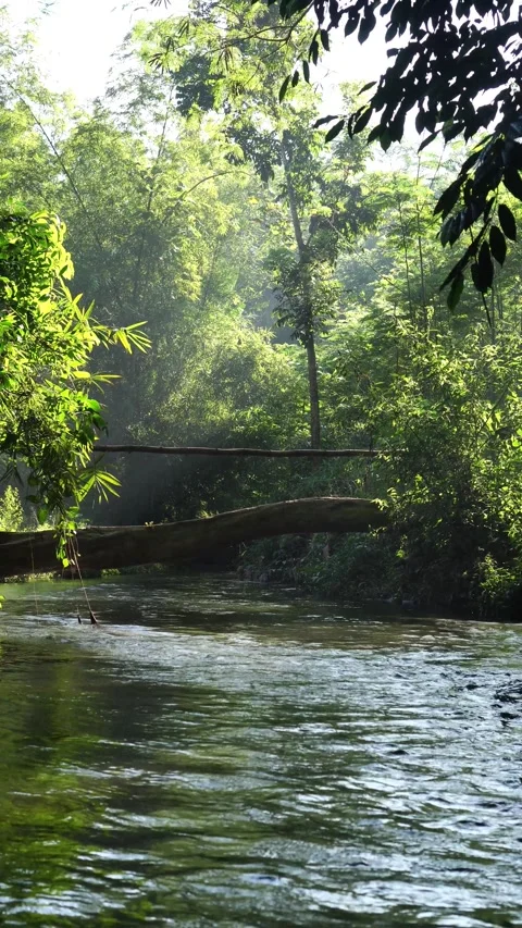 River flowing in the forest Video stock 273227838