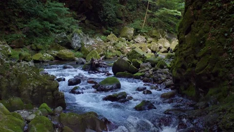 River flowing in the forest, moss covered rocks 60fps Stock Footage 234152993