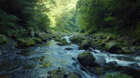 River flowing in the forest, moss covered rocks 60fps Stock-Footage 234153003