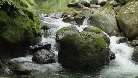 River flowing in the forest, moss covered rocks 60fps Stock-Footage 234153055
