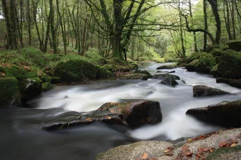 River flowing in the forest Stock Photos
