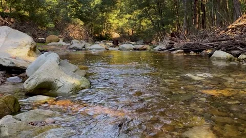 River flowing gently over rocks on a sunny day Stock Footage 170139828