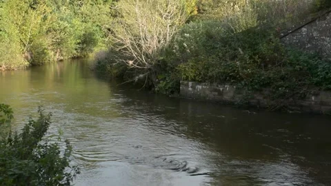 A River Flowing Gently Through Woodland Stock Footage 163366428