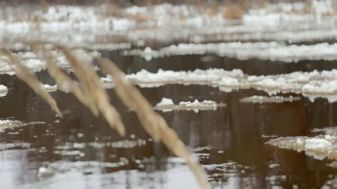 River with Flowing Ice close up with bentgrass in 4K Stock Footage 297998714