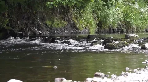 River flowing in Ireland Video stock 51361502