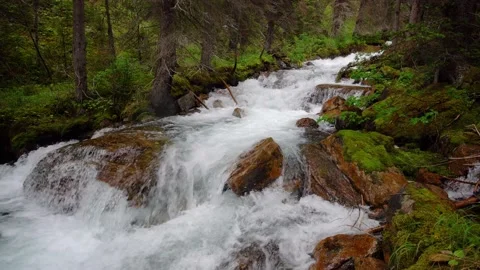 River Flowing In Lush Green Forest Video stock 221150945