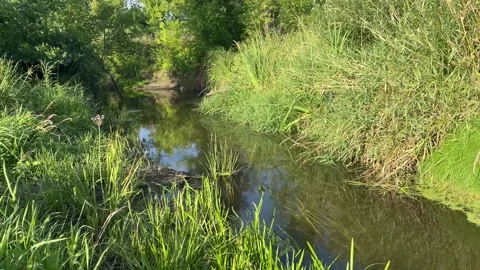 River flowing in meadow with green grass Stock Footage 158469906