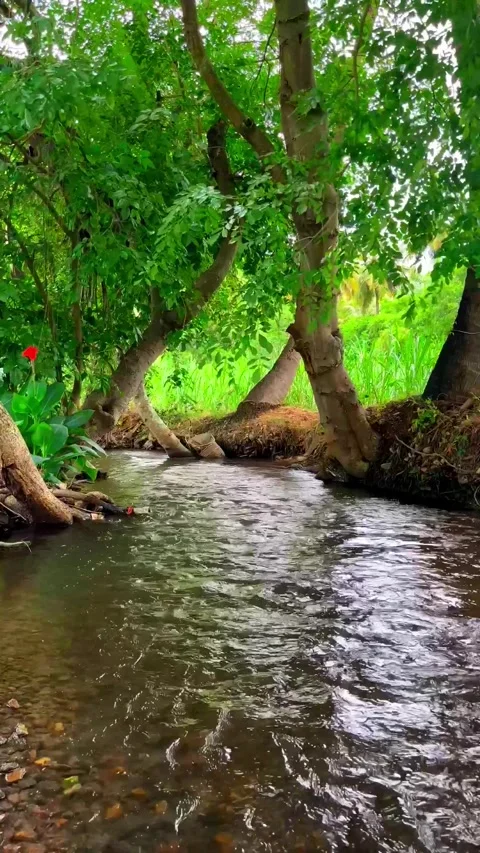 River Flowing in middle of the forest Stock Footage 276830047