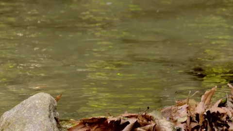 River flowing over rocks in slow motion in Sapanca city / Turkey Vídeo Stock 79925237